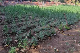 Φυτεία-μαμούθ στο Μεσολόγγι: 850 δενδρύλλια κάνναβης, συλλήψεις και λεία άνω του 1,2 εκατ. ευρώ ΦΩΤΟ