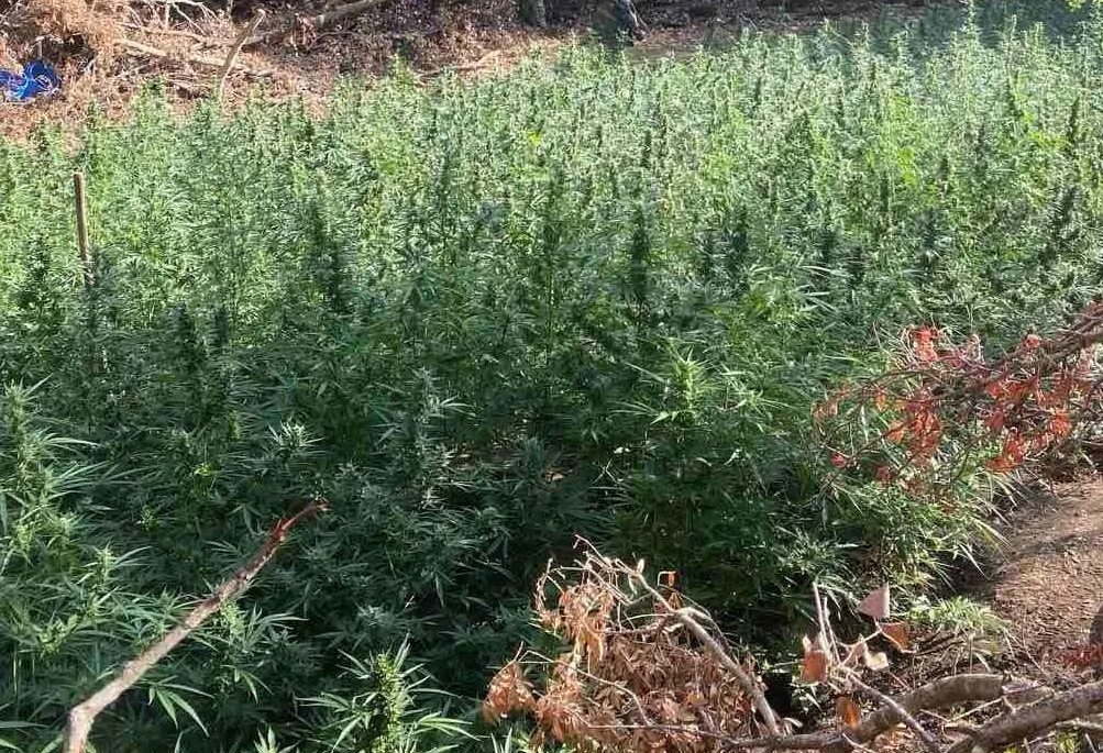 Φυτεία-μαμούθ στο Μεσολόγγι: 850 δενδρύλλια κάνναβης, συλλήψεις και λεία άνω του 1,2 εκατ. ευρώ ΦΩΤΟ