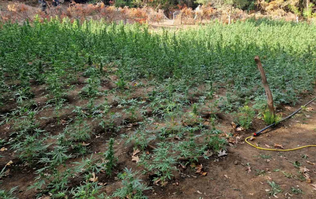 Φυτεία-μαμούθ στο Μεσολόγγι: 850 δενδρύλλια κάνναβης, συλλήψεις και λεία άνω του 1,2 εκατ. ευρώ ΦΩΤΟ
