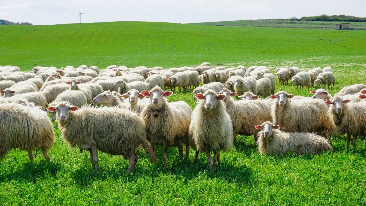 ΟΠΕΚΕΠΕ: Ξημερώματα Κυριακής φτάνουν με πλοίο στον Πειραιά οι 15 συλληφθέντες στην Κρήτη ΟΠΕΚΕΠΕ: Ξημερώματα Κυριακής φτάνουν με πλοίο στον Πειραιά οι 15 συλληφθέντες στην Κρήτη