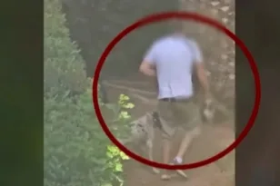 Φρίκη στην Πεύκη: Άνδρας έβαζε τα σκυλιά του να κατασπαράξουν γατάκια σε πάρκο ΒΙΝΤΕΟ