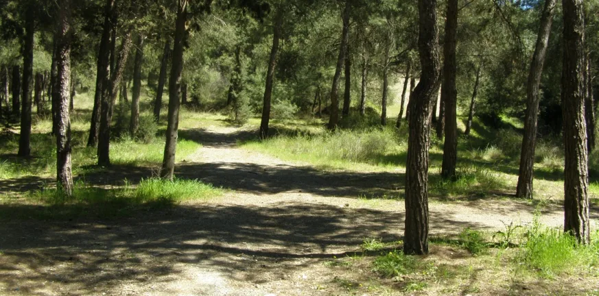 Θεσσαλονίκη: 51χρονος έσφαξε και έγδαρε αρνί στο Σέιχ Σου - Συνελήφθη για βασανισμό ζώου Θεσσαλονίκη: 51χρονος έσφαξε και έγδαρε αρνί στο Σέιχ Σου - Συνελήφθη για βασανισμό ζώου