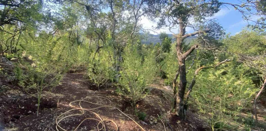 Χασισοφυτεία μισού εκατομμυρίου, νέο «χτύπημα» από τη Δίωξη Ναρκωτικών Πάτρας ΦΩΤΟ