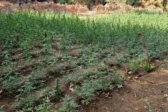 Νέα επιτυχία της Δίωξης Ναρκωτικών, «ξερίζωσαν» νέα φυτεία στην Κόρινθο