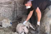 Τοπικές αρχές και κτηνοτρόφοι στην Πηνεία προσπαθούν να περιορίσουν τον καταρροϊκό πυρετό