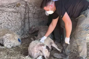 Τοπικές αρχές και κτηνοτρόφοι στην Πηνεία προσπαθούν να περιορίσουν τον καταρροϊκό πυρετό