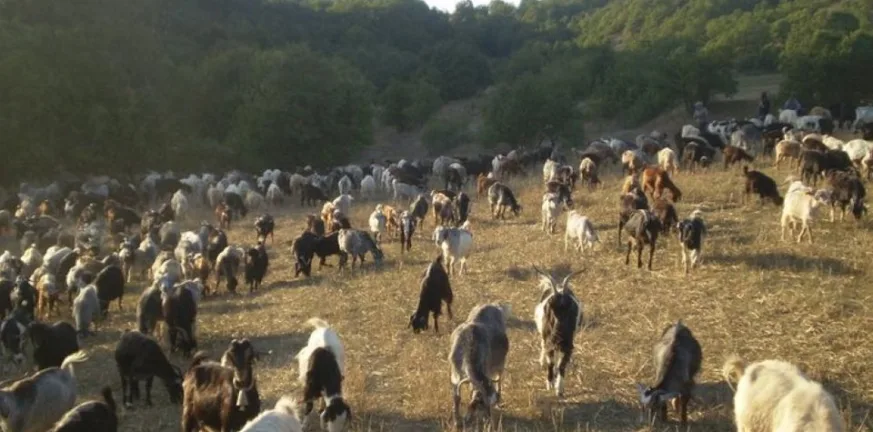 Οι κτηνοτρόφοι Θεσσαλίας ζητούν αποζημιώσεις εδώ και τώρα!