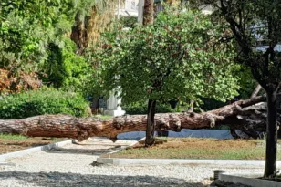 Πάτρα: Πτώση μεγάλου πεύκου στην Πλατεία Όλγας – Ευτυχώς χωρίς θύματα