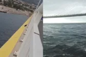 Γάτα έπεσε από τη Γέφυρα Ρίου-Αντιρρίου Γάτα έπεσε από τη Γέφυρα Ρίου-Αντιρρίου