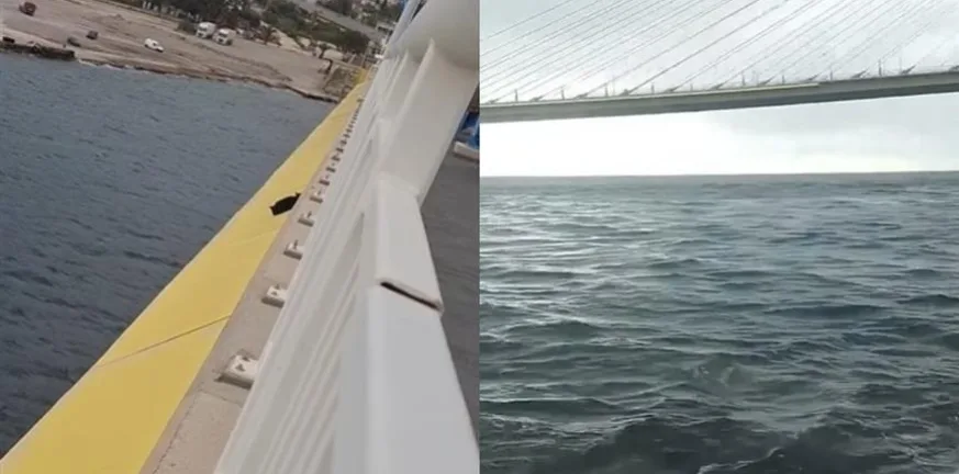 Γάτα έπεσε από τη Γέφυρα Ρίου-Αντιρρίου Γάτα έπεσε από τη Γέφυρα Ρίου-Αντιρρίου
