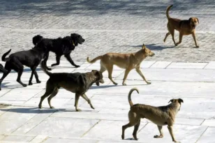 Αδέσποτα σκυλιά προκαλούν τρόμο: Επιθέσεις από αγέλη στην Αγυιά
