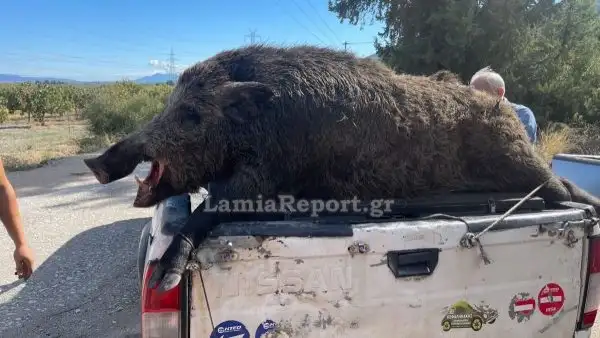 Σκότωσαν αγριογούρουνο γίγας, 200 κιλά και μήκους 2,10 μ.! ΦΩΤΟ