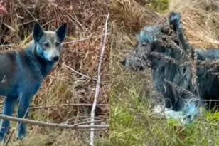 Μυστήριο στη ζώνη Τσερνόμπιλ: Εμφανίστηκαν …γαλάζια σκυλιά ΦΩΤΟ