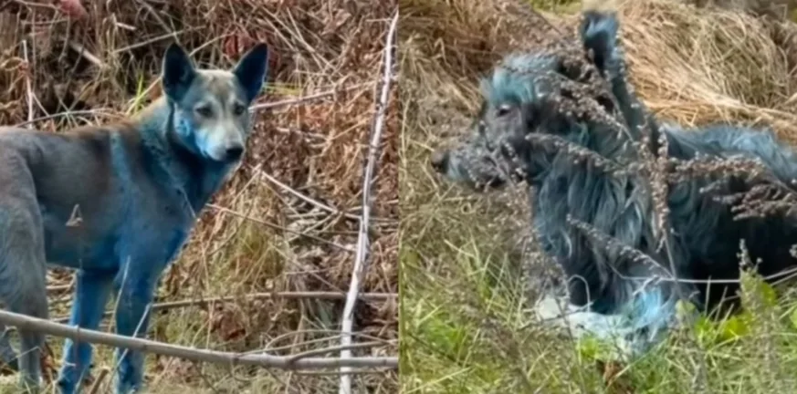 Μυστήριο στη ζώνη Τσερνόμπιλ: Εμφανίστηκαν ...γαλάζια σκυλιά ΦΩΤΟ Μυστήριο στη ζώνη Τσερνόμπιλ: Εμφανίστηκαν ...γαλάζια σκυλιά ΦΩΤΟ