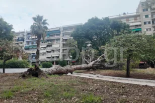 Πάτρα: Πτώση μεγάλου πεύκου στην Πλατεία Όλγας – Ευτυχώς χωρίς θύματα