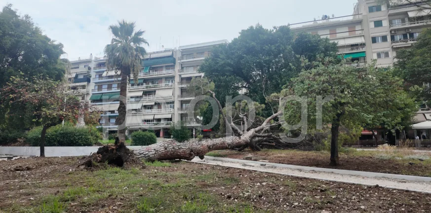 Πάτρα: Πτώση μεγάλου πεύκου στην Πλατεία Όλγας – Ευτυχώς χωρίς θύματα ΒΙΝΤΕΟ
