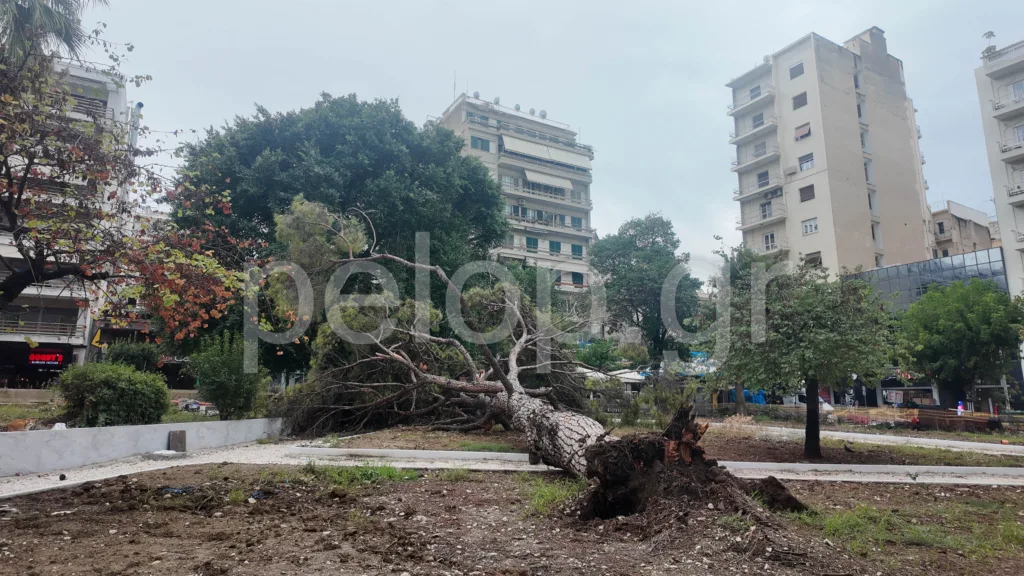 Πάτρα: Πτώση μεγάλου πεύκου στην Πλατεία Όλγας – Ευτυχώς χωρίς θύματα ΒΙΝΤΕΟ