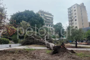 Πάτρα: Ο Δήμος ξεκινά καταγραφή και εξετάσεις σε δέντρα – Το πλάνο για την αντιμετώπιση των πτώσεων