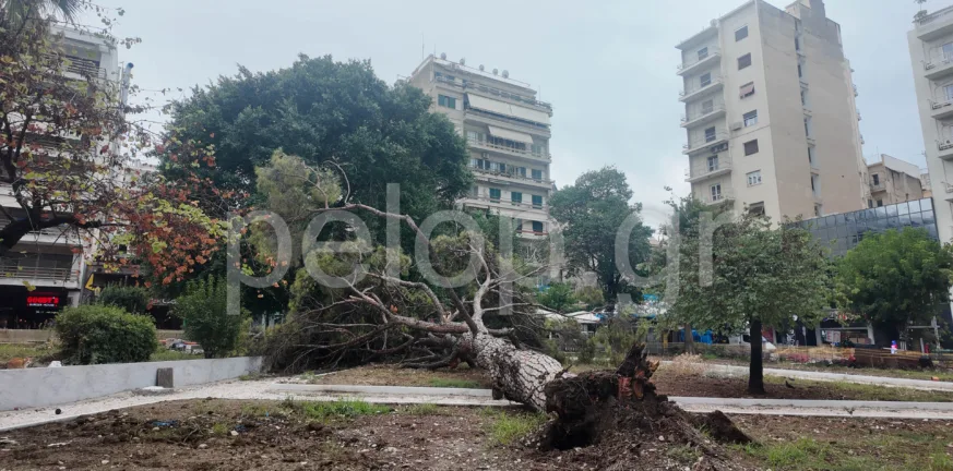 Πάτρα: Ο Δήμος ξεκινά καταγραφή και εξετάσεις σε δέντρα - Το πλάνο για την αντιμετώπιση των πτώσεων Πάτρα: Ο Δήμος ξεκινά καταγραφή και εξετάσεις σε δέντρα - Το πλάνο για την αντιμετώπιση των πτώσεων