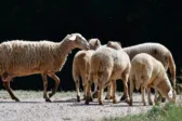 Δυτική Ελλάδα: Ξεκίνησαν οι πληρωμές αποζημιώσεων για τους πληγέντες κτηνοτρόφους από την ευλογιά των αιγοπροβάτων