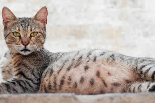 Γιατί η γάτα σας νιαουρίζει συνεχώς – Πότε είναι φυσιολογικό και πότε ανησυχητικό