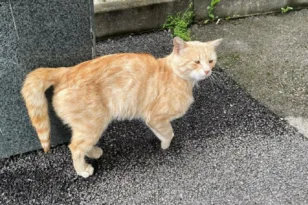 Μια ουρά, χίλιες ιστορίες: Τι σημαίνει όταν η γάτα σας σταματήσει να την κουνά