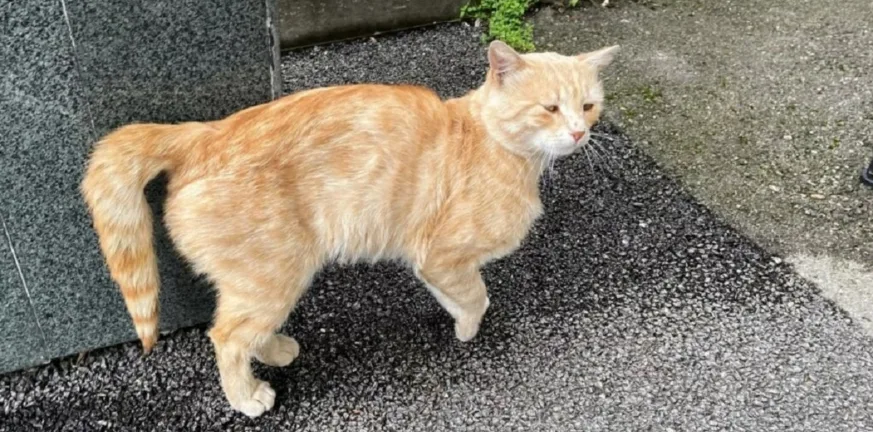 Μια ουρά, χίλιες ιστορίες: Τι σημαίνει όταν η γάτα σας σταματήσει να την κουνά