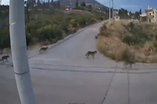 Λύκοι στην Ιπποκράτειο Πολιτεία: ΒΙΝΤΕΟ με την αγέλη μέσα στον οικισμό