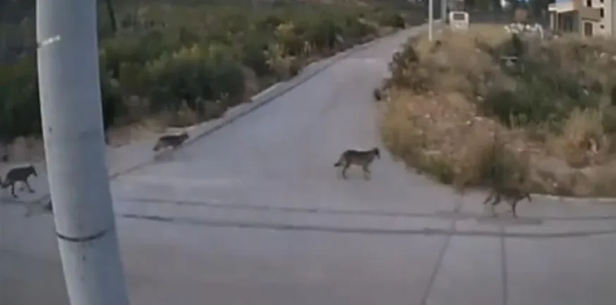 Λύκοι στην Ιπποκράτειο Πολιτεία: ΒΙΝΤΕΟ με την αγέλη μέσα στον οικισμό Λύκοι στην Ιπποκράτειο Πολιτεία: ΒΙΝΤΕΟ με την αγέλη μέσα στον οικισμό