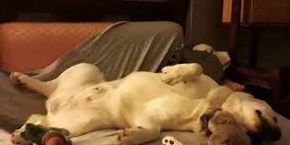 Όταν «μιλά» ο σκύλος σας με τη στάση του στον ύπνο