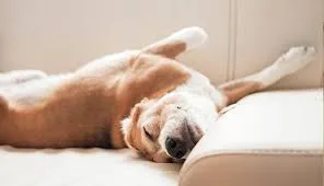 Όταν «μιλά» ο σκύλος σας με τη στάση του στον ύπνο