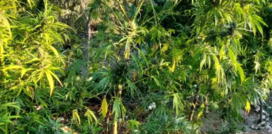 Ιωάννινα: Φυτεία με 1.650 δενδρύλλια κάνναβης με ύψος έως και 3 μ.! ΦΩΤΟ, ΒΙΝΤΕΟ