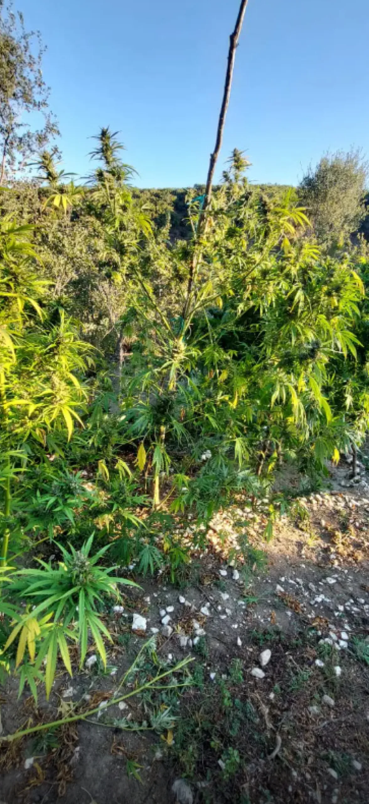 Ιωάννινα: Φυτεία με 1.650 δενδρύλλια κάνναβης με ύψος έως και 3 μ.! ΦΩΤΟ, ΒΙΝΤΕΟ