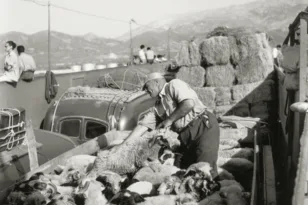 Η Κοινο Τοπία θα ξεναγηθεί στην έκθεση φωτογραφίας του Robert McCabe