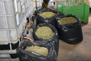 Μεσσηνία: Σύλληψη 46χρονου για παραγωγή και διακίνηση κάνναβης Μεσσηνία: Σύλληψη 46χρονου για παραγωγή και διακίνηση κάνναβης