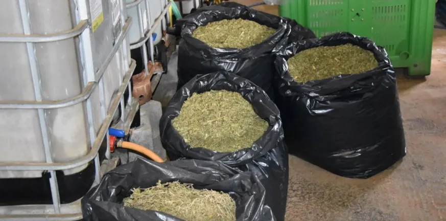 Μεσσηνία: Σύλληψη 46χρονου για παραγωγή και διακίνηση κάνναβης Μεσσηνία: Σύλληψη 46χρονου για παραγωγή και διακίνηση κάνναβης