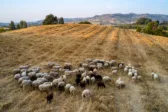 Αιτωλοακαρνανία: Εκτακτη σύσκεψη για την ευλογιά των προβάτων