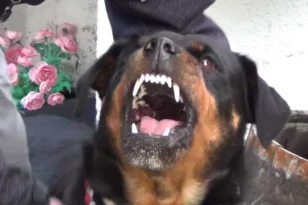 «Το σκυλί το είχαμε σχεδόν 10 χρόνια, δεν μπορώ να καταλάβω τι έγινε», βίντεο από την επίθεση του ροτβάιλερ «Το σκυλί το είχαμε σχεδόν 10 χρόνια, δεν μπορώ να καταλάβω τι έγινε», βίντεο από την επίθεση του ροτβάιλερ