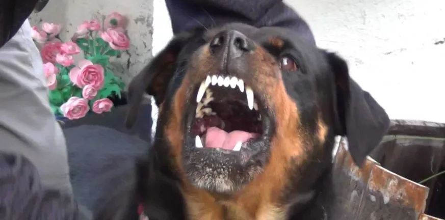 «Το σκυλί το είχαμε σχεδόν 10 χρόνια, δεν μπορώ να καταλάβω τι έγινε», βίντεο από την επίθεση του ροτβάιλερ