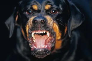 Λυσσασμένη επίθεση ροτβάιλερ στον ιδιοκτήτη του στην Καλαμάτα, το πυροβόλησε και το σκότωσε αστυνομικός! Λυσσασμένη επίθεση ροτβάιλερ στον ιδιοκτήτη του στην Καλαμάτα, το πυροβόλησε και το σκότωσε αστυνομικός!