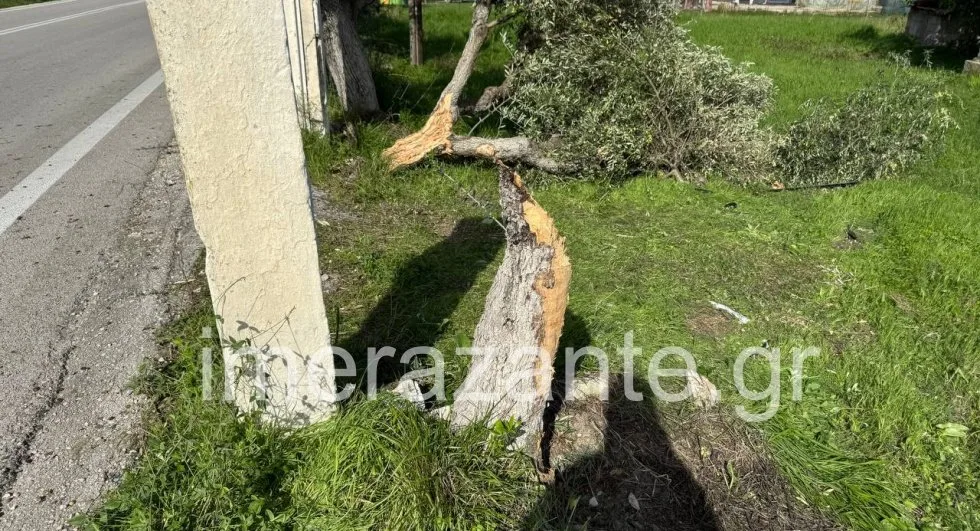 Τραγωδία στη Ζάκυνθο: 48χρονος Βρετανός σκοτώθηκε όταν το αυτοκίνητό του έπεσε σε ελιές ΦΩΤΟ Τραγωδία στη Ζάκυνθο: 48χρονος Βρετανός σκοτώθηκε όταν το αυτοκίνητό του έπεσε σε ελιές ΦΩΤΟ