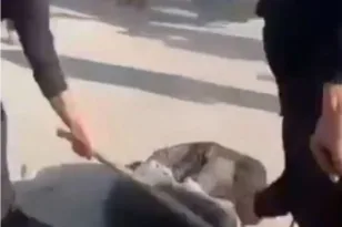 ΒΙΝΤΕΟ φρίκης με βασανιστήρια στη Γάζα