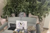 Πάτρα: «Μονάδα» ινδικής κάνναβης στο Γλαύκο - Πώς η ΕΛΑΣ εντόπισε τον ειδικά διαμορφωμένο χώρο