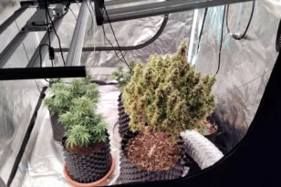 Αγρίνιο: Σύλληψη δύο ανδρών για υδροπονική καλλιέργεια κάνναβης – Αναζητείται συνεργός ΦΩΤΟ