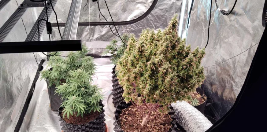 Αγρίνιο: Σύλληψη δύο ανδρών για υδροπονική καλλιέργεια κάνναβης – Αναζητείται συνεργός ΦΩΤΟ