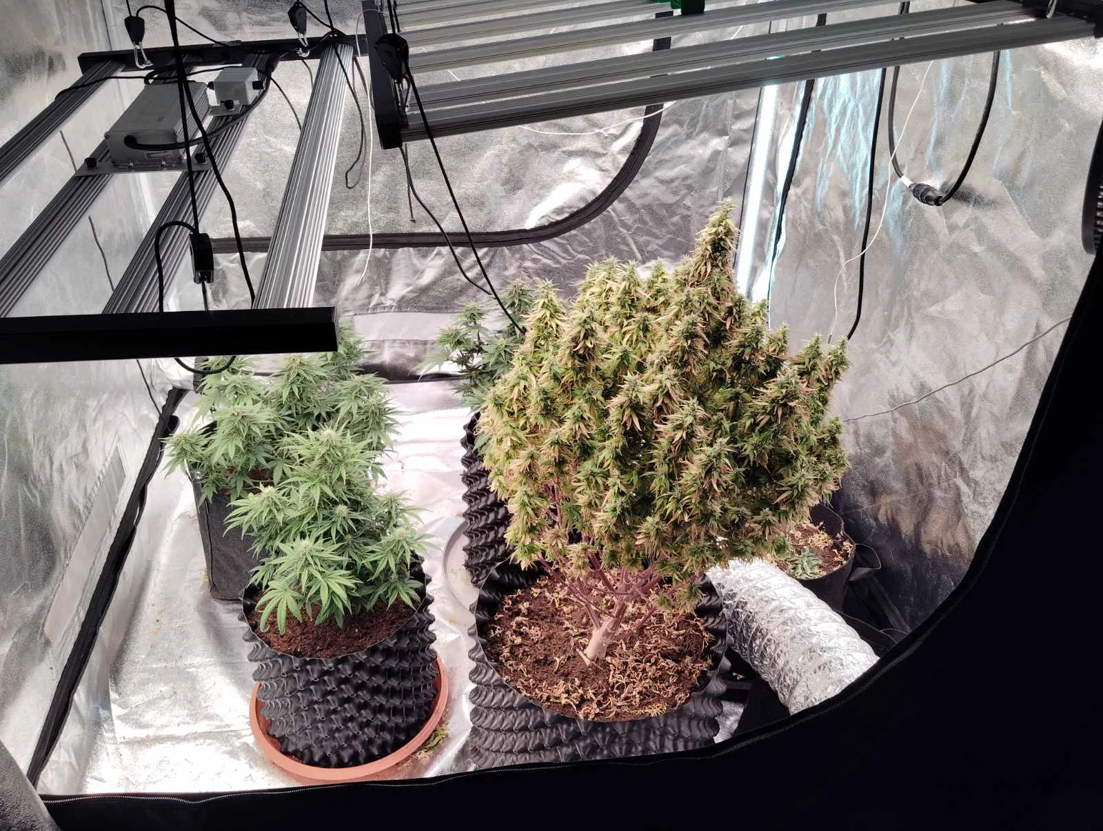 Αγρίνιο: Σύλληψη δύο ανδρών για υδροπονική καλλιέργεια κάνναβης – Αναζητείται συνεργός ΦΩΤΟ Αγρίνιο: Σύλληψη δύο ανδρών για υδροπονική καλλιέργεια κάνναβης – Αναζητείται συνεργός ΦΩΤΟ