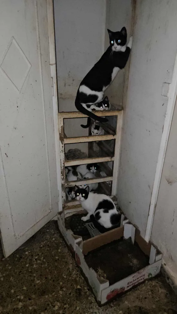 Πάτρα - Διάσωση 26 γατών στα Προσφυγικά: Κλειδωμένα τα ζώα σε άθλιες συνθήκες ΦΩΤΟ