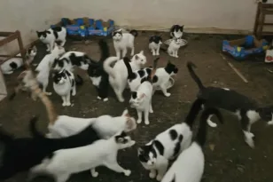 Πάτρα – Διάσωση 26 γατών στα Προσφυγικά: Κλειδωμένα τα ζώα σε άθλιες συνθήκες ΦΩΤΟ