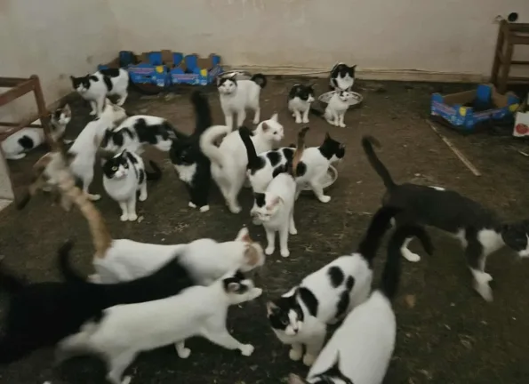 Πάτρα - Διάσωση 26 γατών στα Προσφυγικά: Κλειδωμένα τα ζώα σε άθλιες συνθήκες ΦΩΤΟ Πάτρα - Διάσωση 26 γατών στα Προσφυγικά: Κλειδωμένα τα ζώα σε άθλιες συνθήκες ΦΩΤΟ