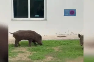 Δύο αγριογούρουνα «μπούκαραν» στο Δαφνί για να φάνε!